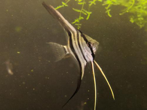 WILD Angelfish from Peru