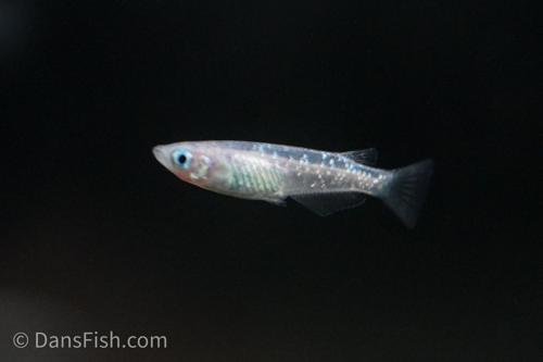 Lamé Ricefish
