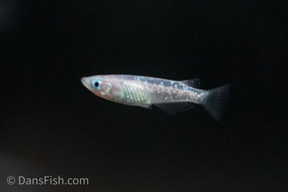 Lamé Ricefish