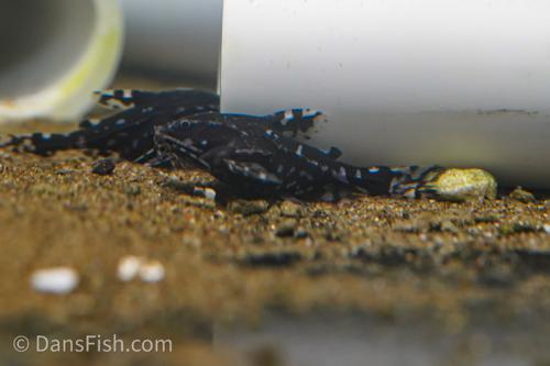 White Spotted Raphael Catfish