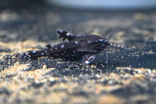 White Spotted Raphael Catfish