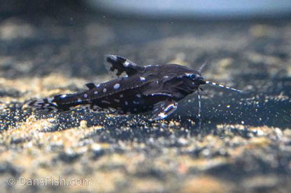 White Spotted Raphael Catfish