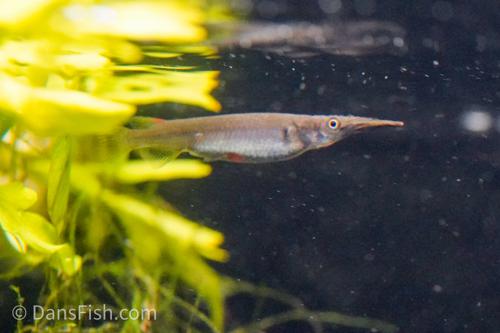 Wrestling Halfbeak