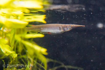 Wrestling Halfbeak