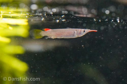 Wrestling Halfbeak
