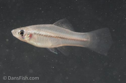 Xiphophorus helleri Rio Otapa
