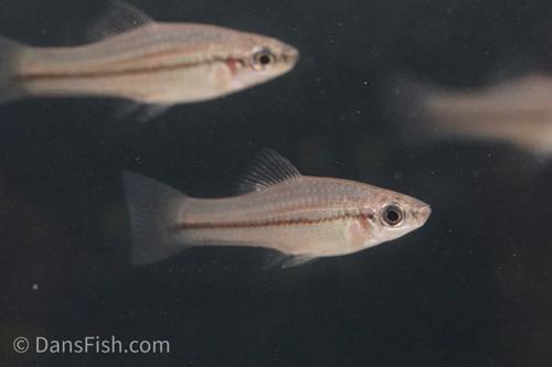 Xiphophorus kallmani Catemaco