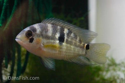 Yellow Acara see note