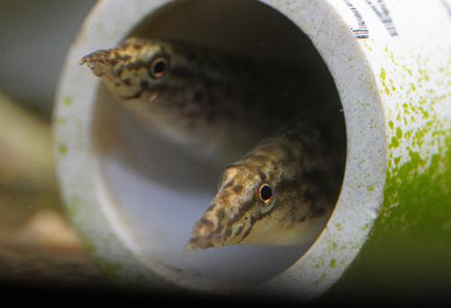 Dwarf Yellow Tail Eel
