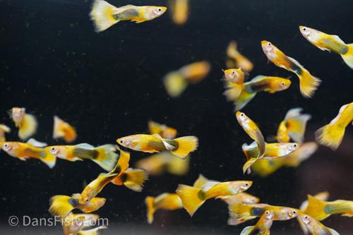 Yellow Tuxedo Guppy, Female