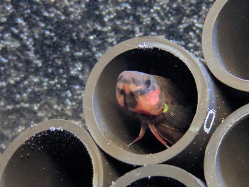 Betta rubra - Female