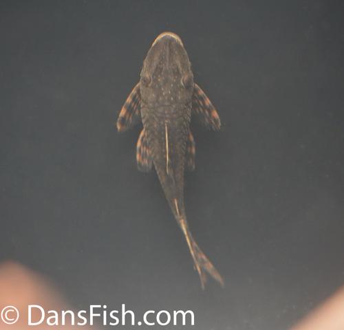 L092/L194 Wood-Eating Pleco
